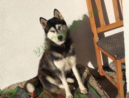 ? Ingyen elvihető két gyönyörű husky ?
