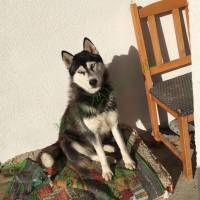 ? Ingyen elvihető két gyönyörű husky ?