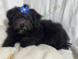 Bolonka Zwetna ritka orosz színes bichon kiskutyák
