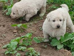 Kuvasz kiskutyák gazdát keresnek