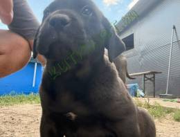 Cane corso kölykök 