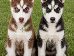 Szibériai husky kiskutyák 