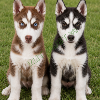 Szibériai husky kiskutyák 