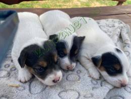 Jack Russel