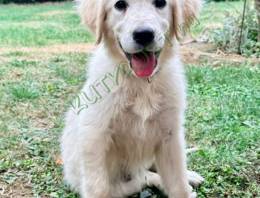 Golden retriever kislány - Pécs