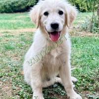 Golden retriever kislány - Pécs