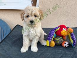 Különleges Havapoo, nem Maltipoo kutyusok szerető 