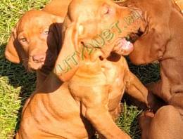 Magyar Vizsla