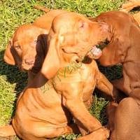 Magyar Vizsla