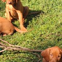vizsla6