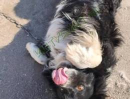 ingyen elvihető border collie