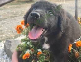 Fajtatiszta Border Collie kiskutyák