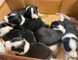  Border collie