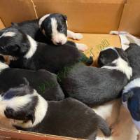  Border collie