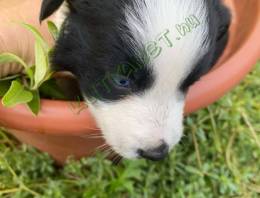  Border collie