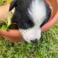  Border collie