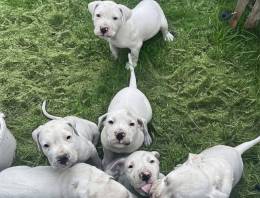 Argentin Dog Kiskutyák