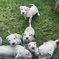 Argentin Dog Kiskutyák