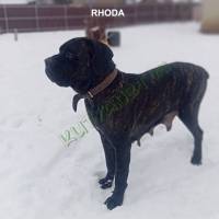 4fund-Rhoda