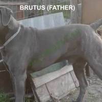 brutus-7