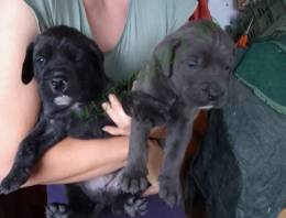 2 Cane Corso kisfiú új otthont keres!