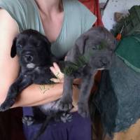 2 Cane Corso kisfiú új otthont keres!