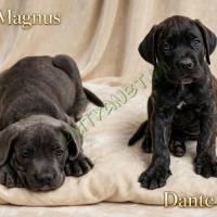 dante-drago6