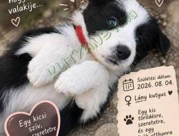 border collie