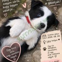 border collie