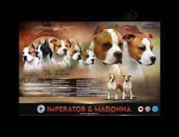 Amerikai staffordshire terrier kölykök
