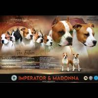 Amerikai staffordshire terrier kölykök
