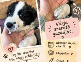 border collie kislány