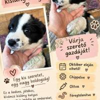 border collie kislány