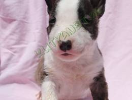 Mini Bull Terrier – kölykök