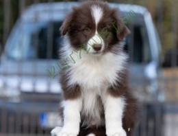 Border Collie kölykök