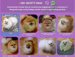Pomerániai törpespitzek eladók
