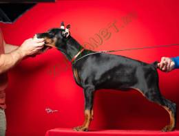 Dobermann kölykök