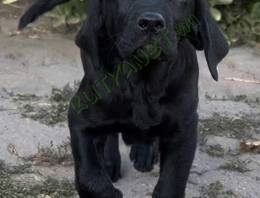 Labrador Retriever 5 hónapos törzskönyves kan