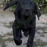 Labrador Retriever 5 hónapos törzskönyves kan