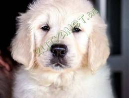 Golden Retriever – Kiváló minőségű kölyökkutyák