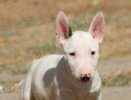 Miniatűr bullterrier kölykök