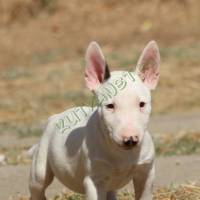 Miniatűr bullterrier kölykök