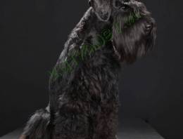 Schnauzer miniature 