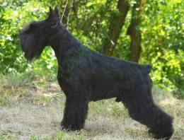 Schnauzer miniature 