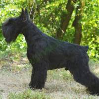 Schnauzer miniature 