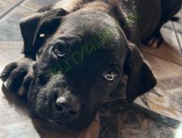 Cane corso kölyök kutyák
