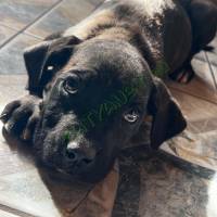 Cane corso kölyök kutyák