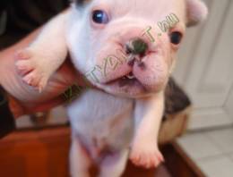 Francia bulldog kiskutyák előjegyezhetőek!