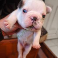 Francia bulldog kiskutyák előjegyezhetőek!