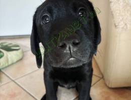 Fekete labrador kiskutya eladó 